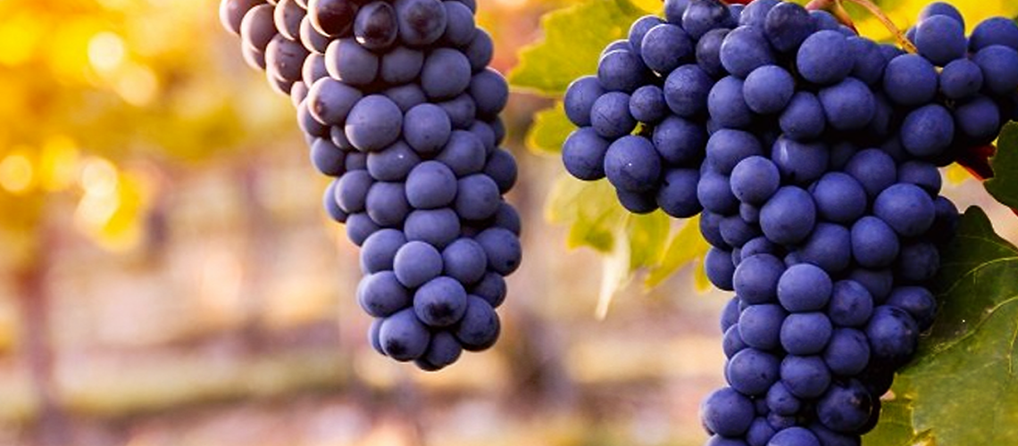 BLOG -CABERNET FRANC